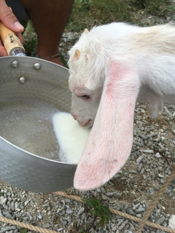 温めたミルクを飲むヤギ