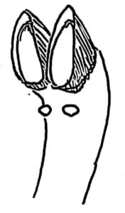 山羊の蹄の構造
